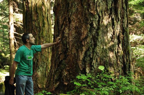 Admirando as árvores centenárias do Strathcona Provincial Park, no interior da  Vancouver Island, costa oeste do Canadá